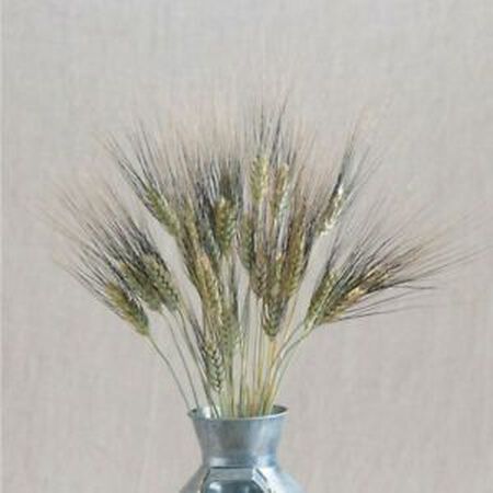 Silver Tip, Ornamental Grass Seed - Packet image number null